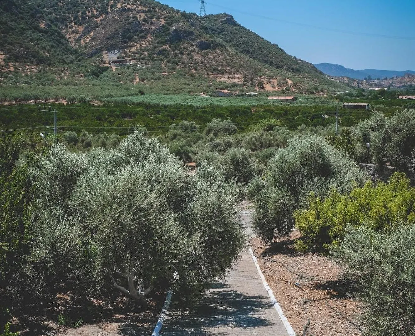 Natureland Efes Pension Selçuk
